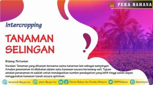 tanaman selingan