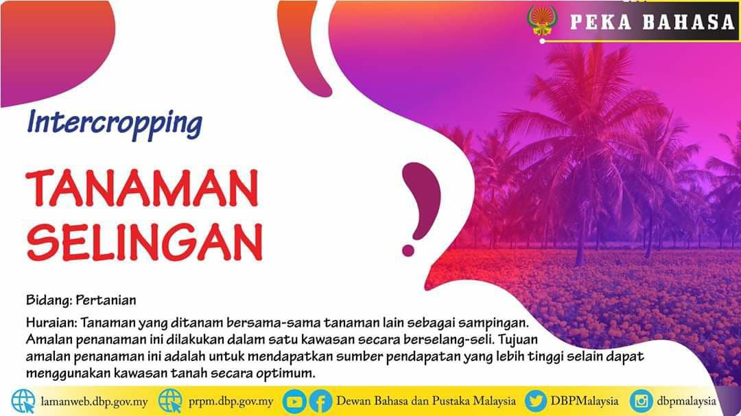 tanaman selingan