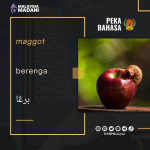 12. berenga