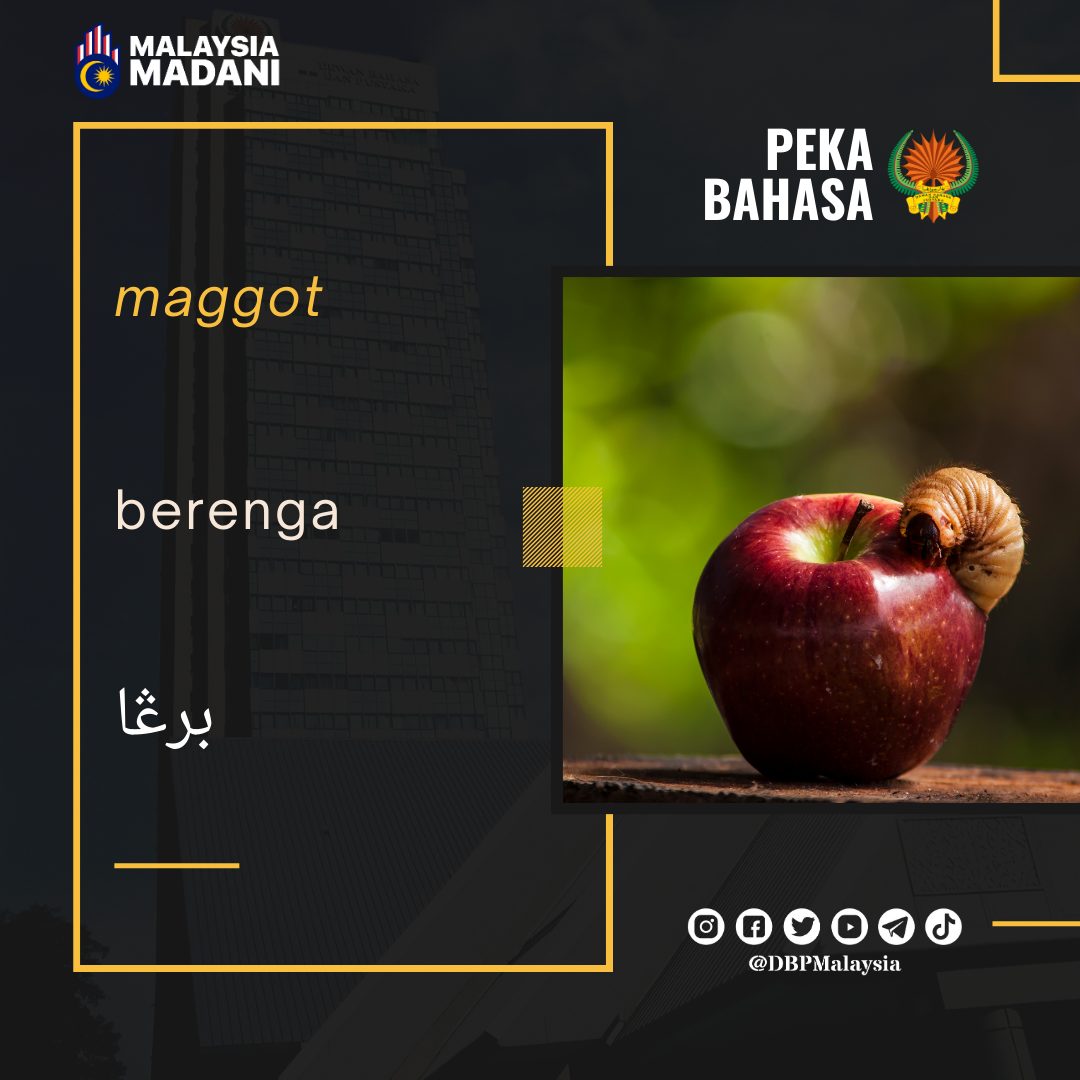 12. berenga