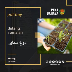 6. dulang semaian