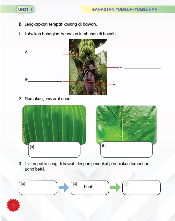 SIRI MUDAHNYA BELAJAR SAINS: DUNIA TUMBUHAN - Image 7