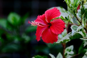 hibiscus 7137172 1280