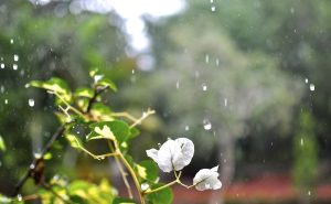 findingsr flower 180869